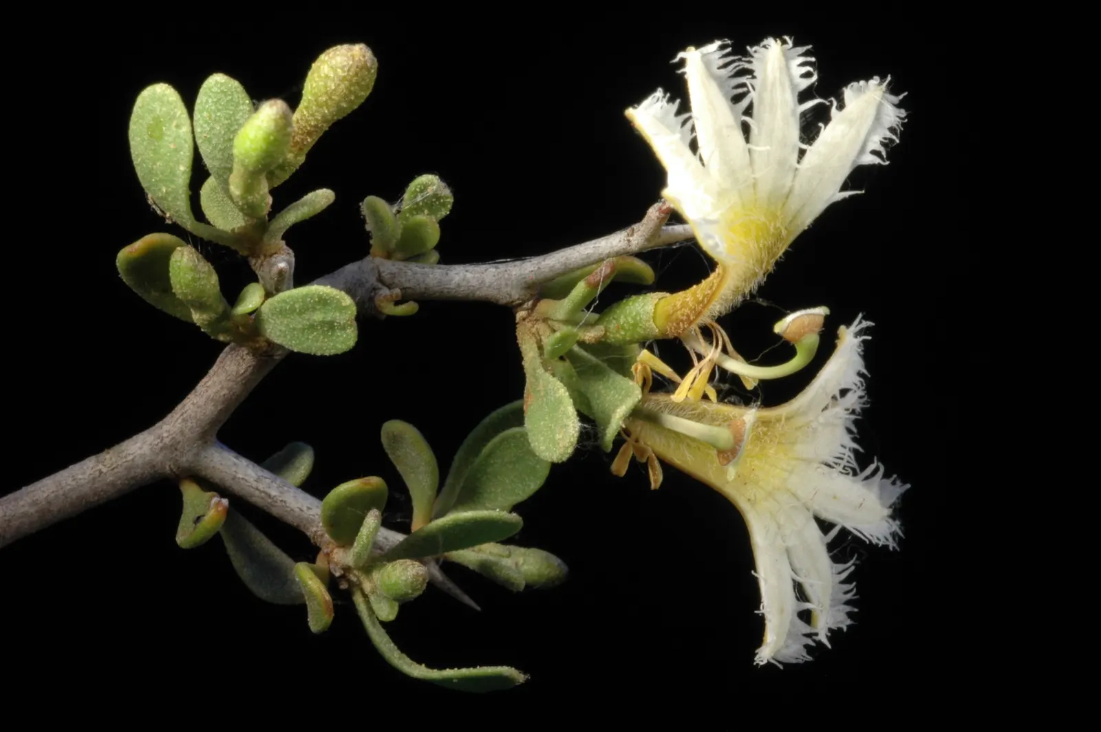 Fan Flower (Scaevola Aemula) — it cuts down on maintenance needs; scientifically known as Scaevola aemula, image 80