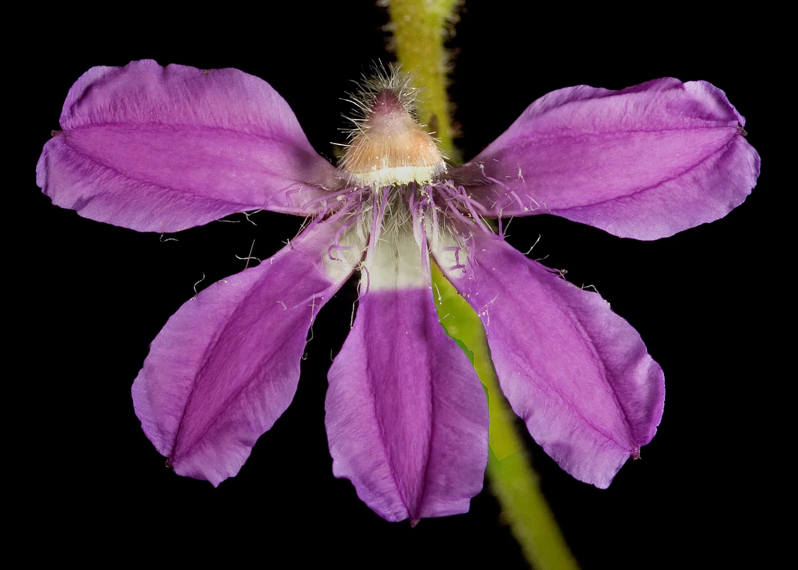 Fan Flower (Scaevola Aemula) — Zones 9 through 11 offer the ideal growing conditions for Scaevola aemula; with a moderate growth rate and a, image 84
