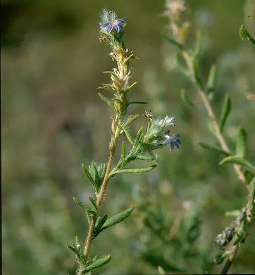Fan Flower (Scaevola Aemula) — though it prefers well-drained conditions; reducing the need for chemical interventions, image 56