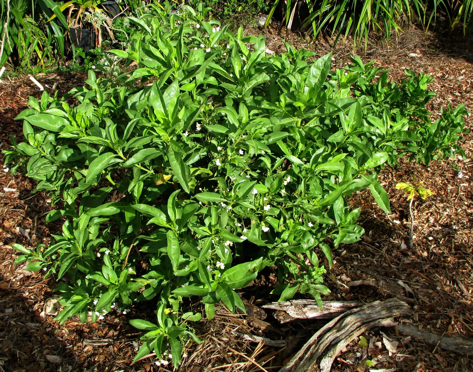 Fan Flower (Scaevola Aemula) — reducing the need for chemical interventions; it cuts down on maintenance needs, image 59