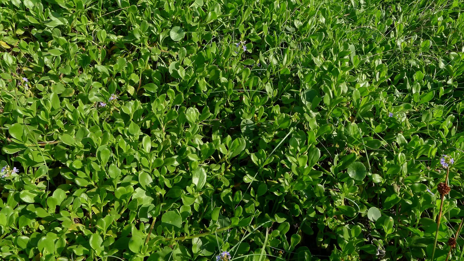 Fan Flower (Scaevola Aemula) — which can add life and movement to the designed space; ideal for hanging baskets, garden edges, or as a splash of, image 83