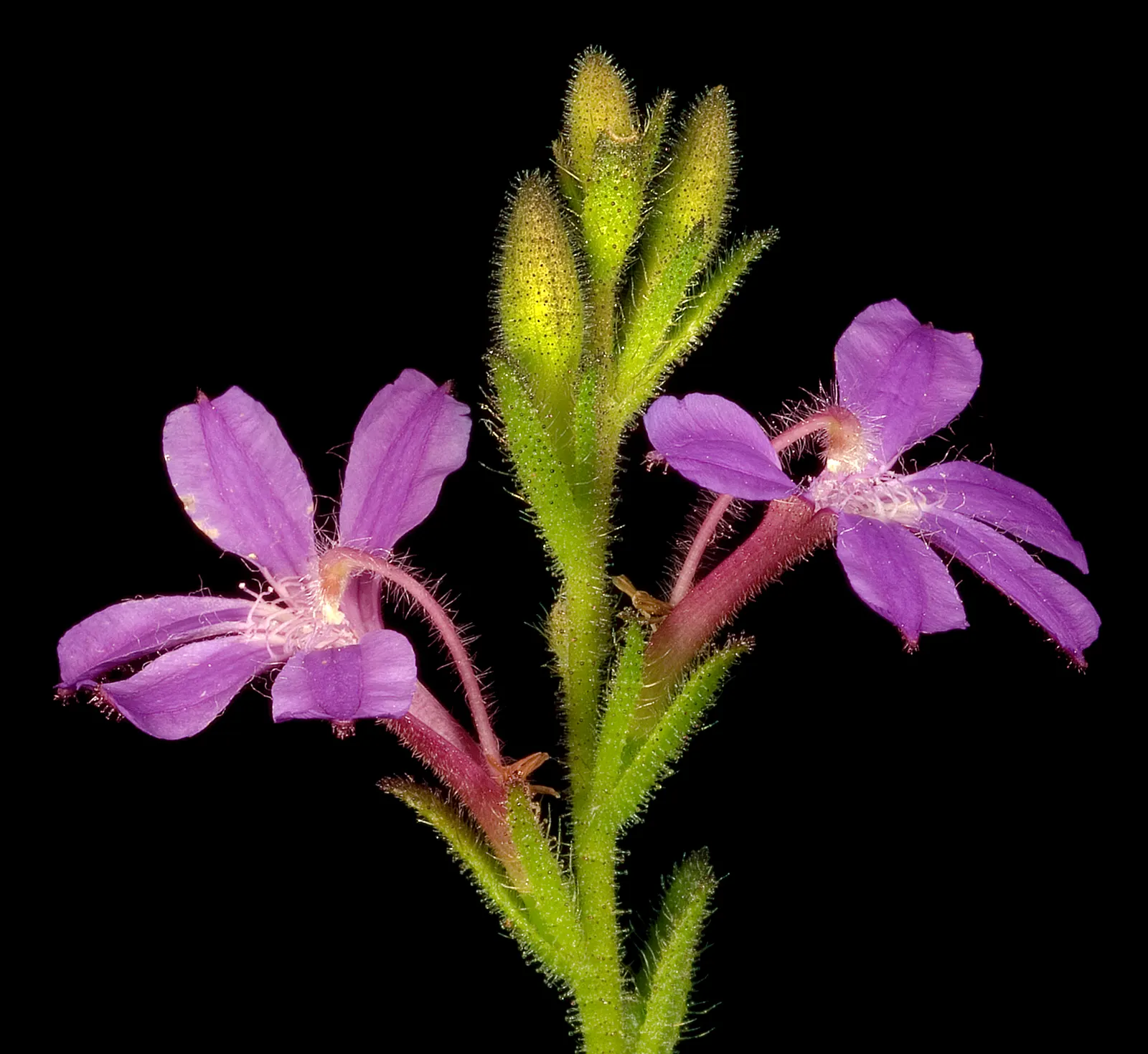 Fan Flower (Scaevola Aemula) — it cuts down on maintenance needs; scientifically known as Scaevola aemula, image 58