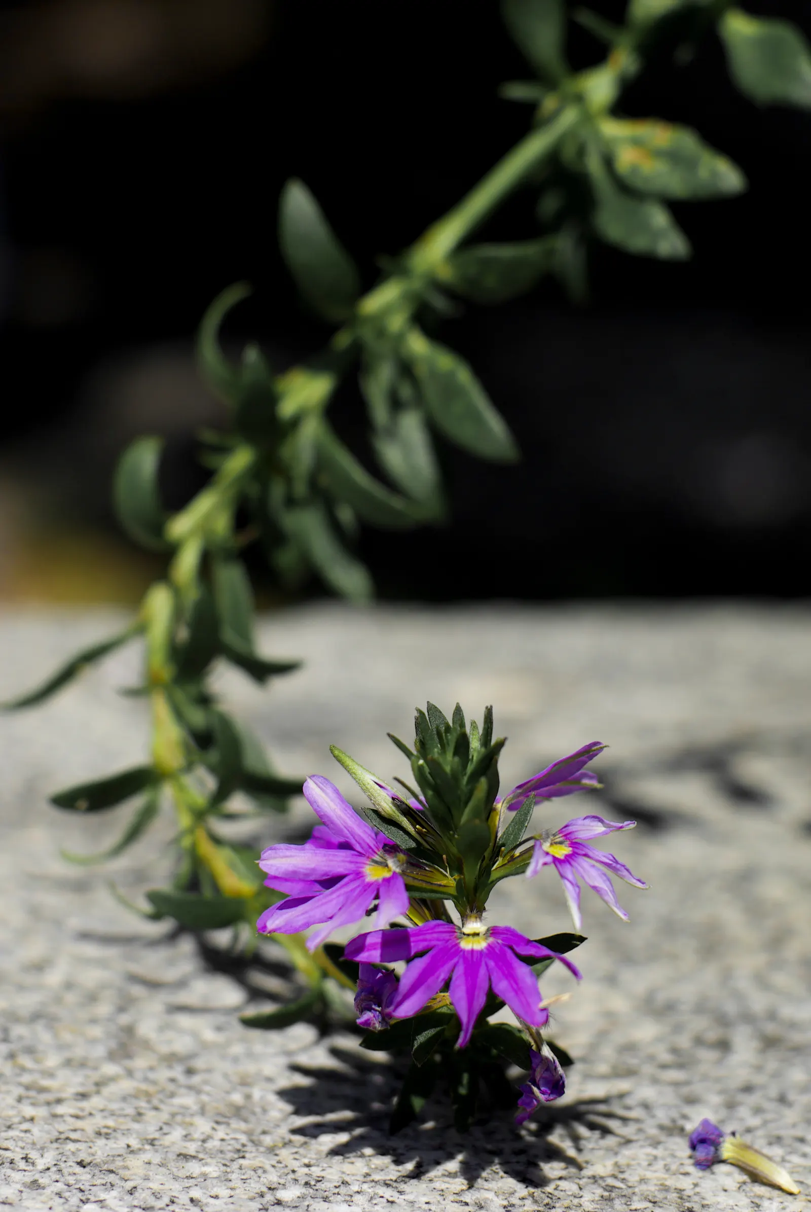 Fan Flower (Scaevola Aemula) — Plant in full sun to partial shade in well-draining soil; known for its unique fan-shaped blossoms in violet, blue, image 70