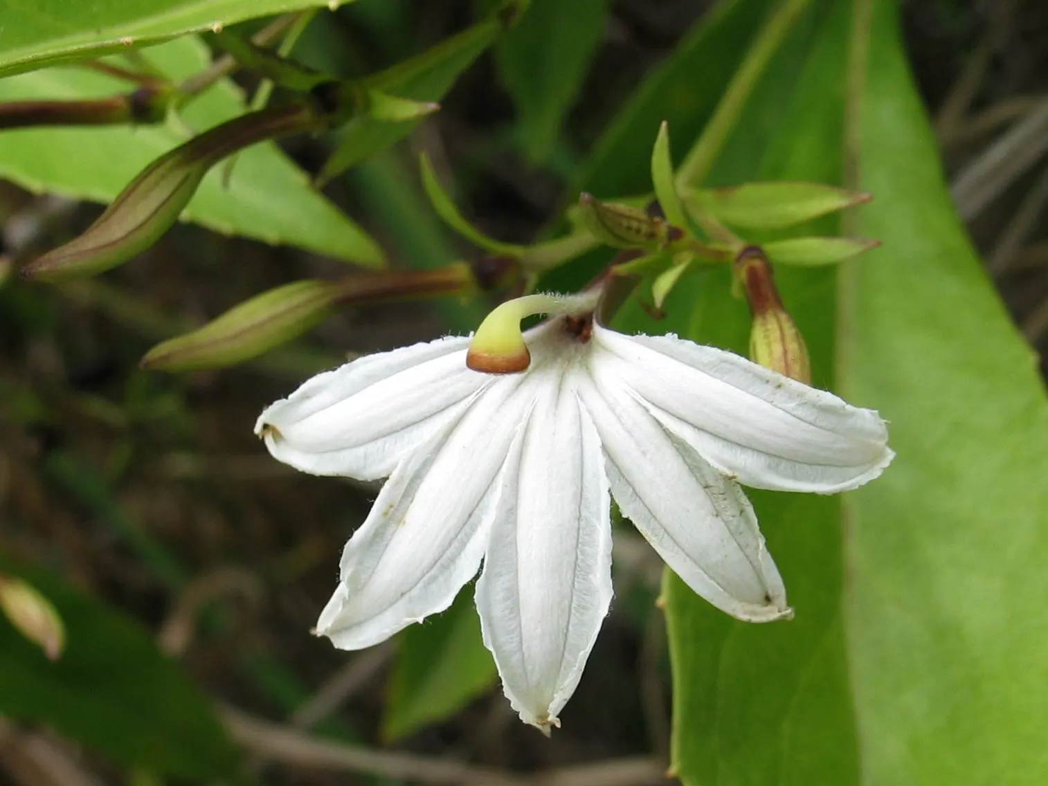 Fan Flower (Scaevola Aemula) — Zones 9 through 11 offer the ideal growing conditions for Scaevola aemula; with a moderate growth rate and a, image 62