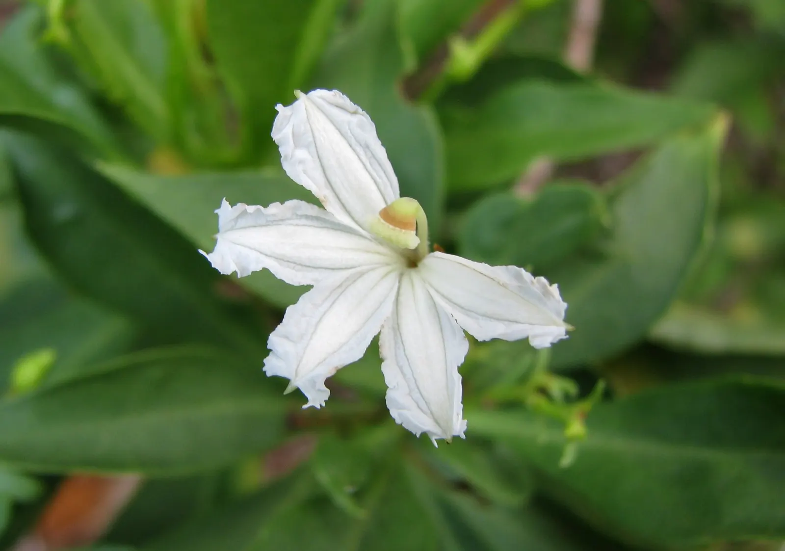 Fan Flower (Scaevola Aemula) — Ideal for hanging baskets, garden edges, or as a splash of color in rockeries; which can add life and movement to the designed