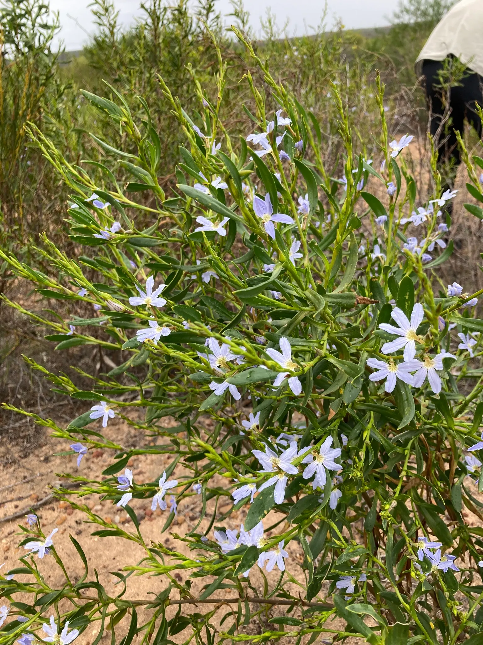 Fan Flower (Scaevola Aemula) — reducing the need for chemical interventions; it cuts down on maintenance needs