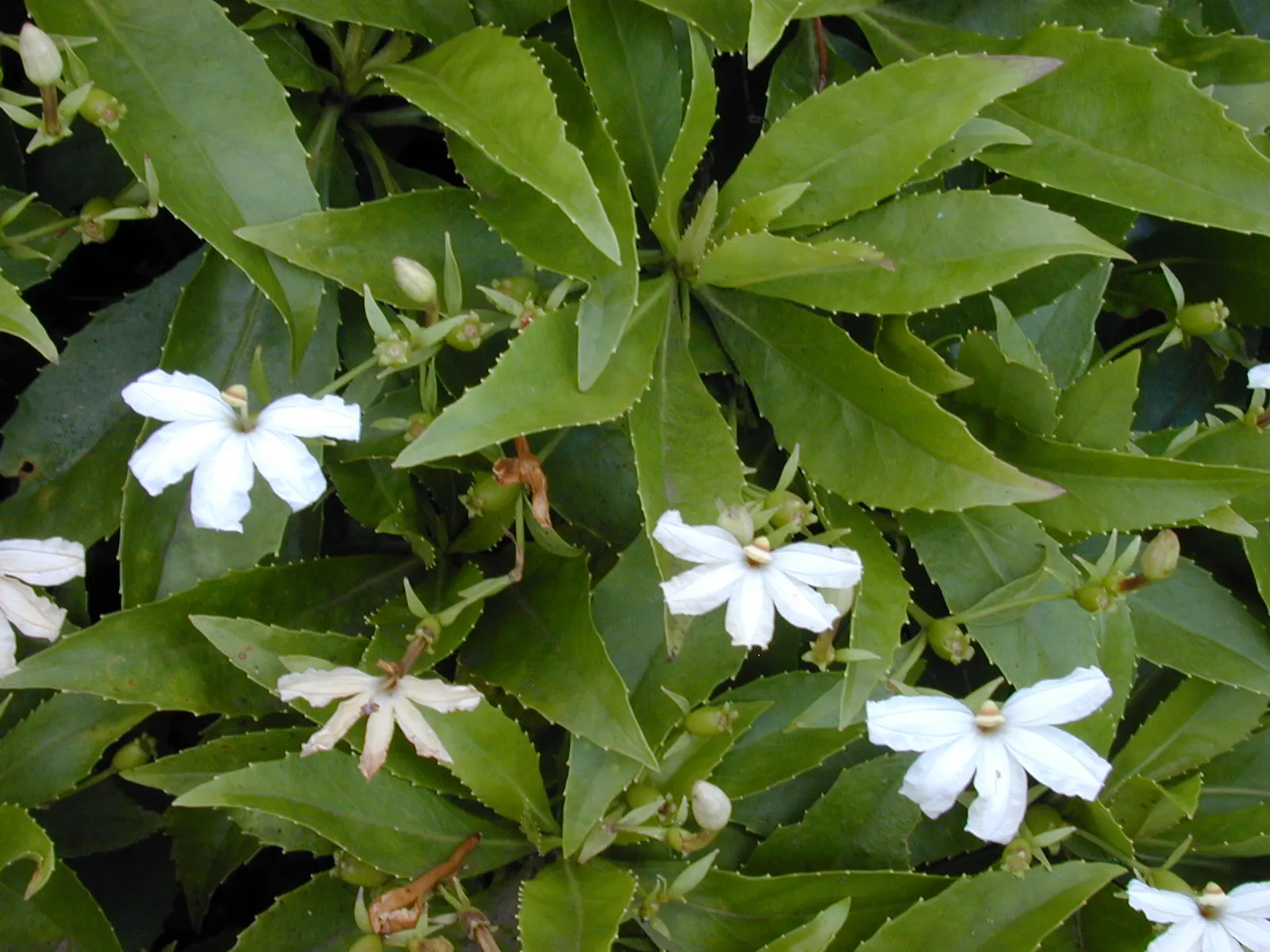 Fan Flower (Scaevola Aemula) — spoon-shaped leaves that remain green throughout the growing season; is a captivating addition to any landscape, image 55