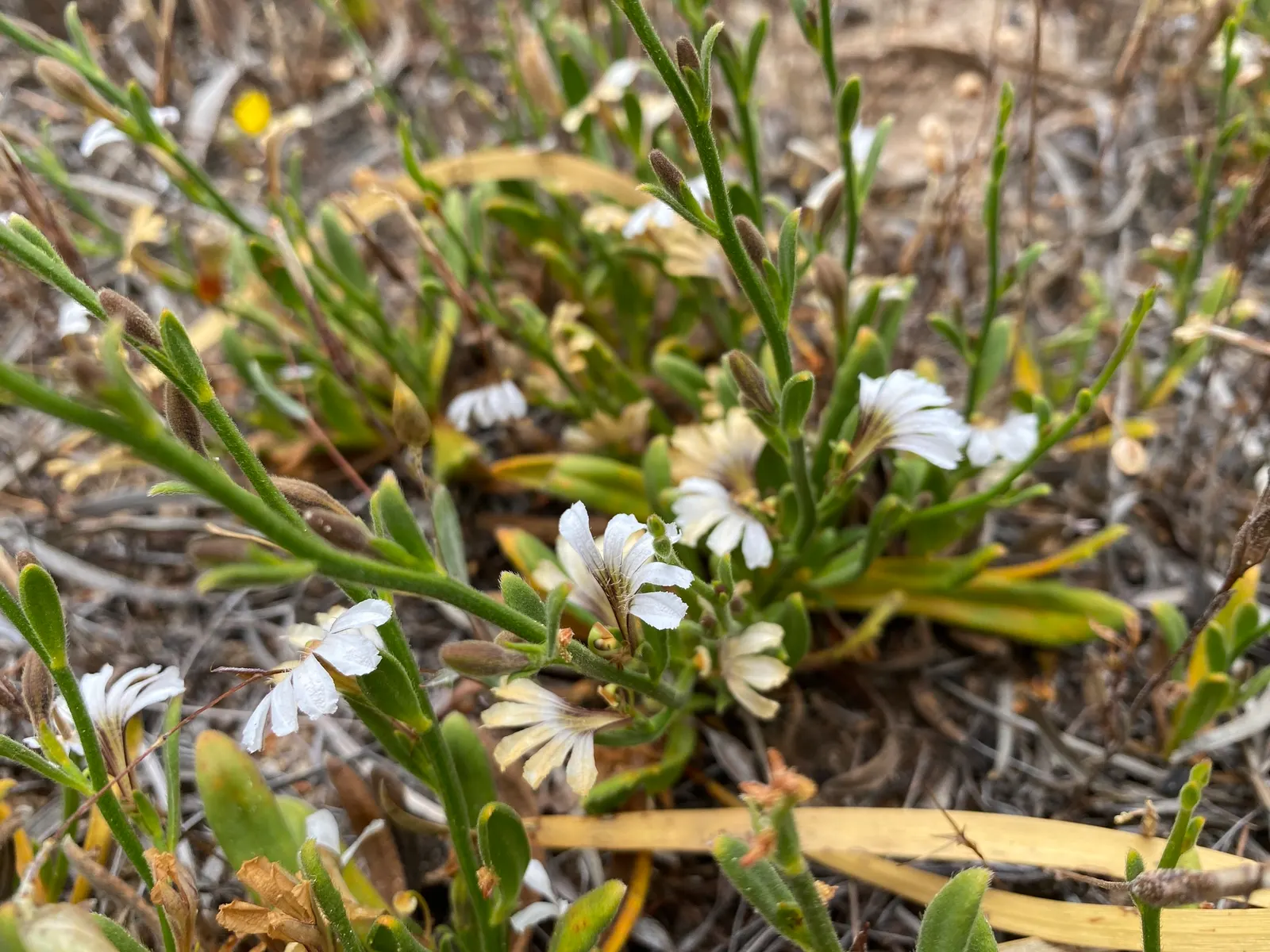 Fan Flower (Scaevola Aemula) — reaching up to 24 inches in width; spoon-shaped leaves that remain green throughout the growing season