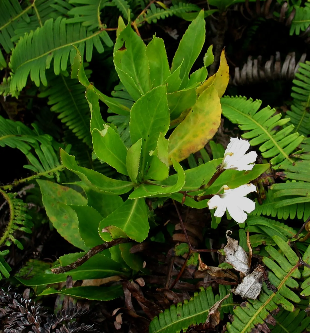 Fan Flower (Scaevola Aemula) — ground cover / perennial with blue and multi-colored and purple blooms