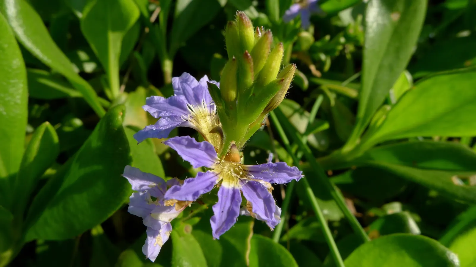 Fan Flower (Scaevola Aemula) — these plants are attractors of pollinators such as bees and butterflies; ground cover / perennial with blue and, image 82