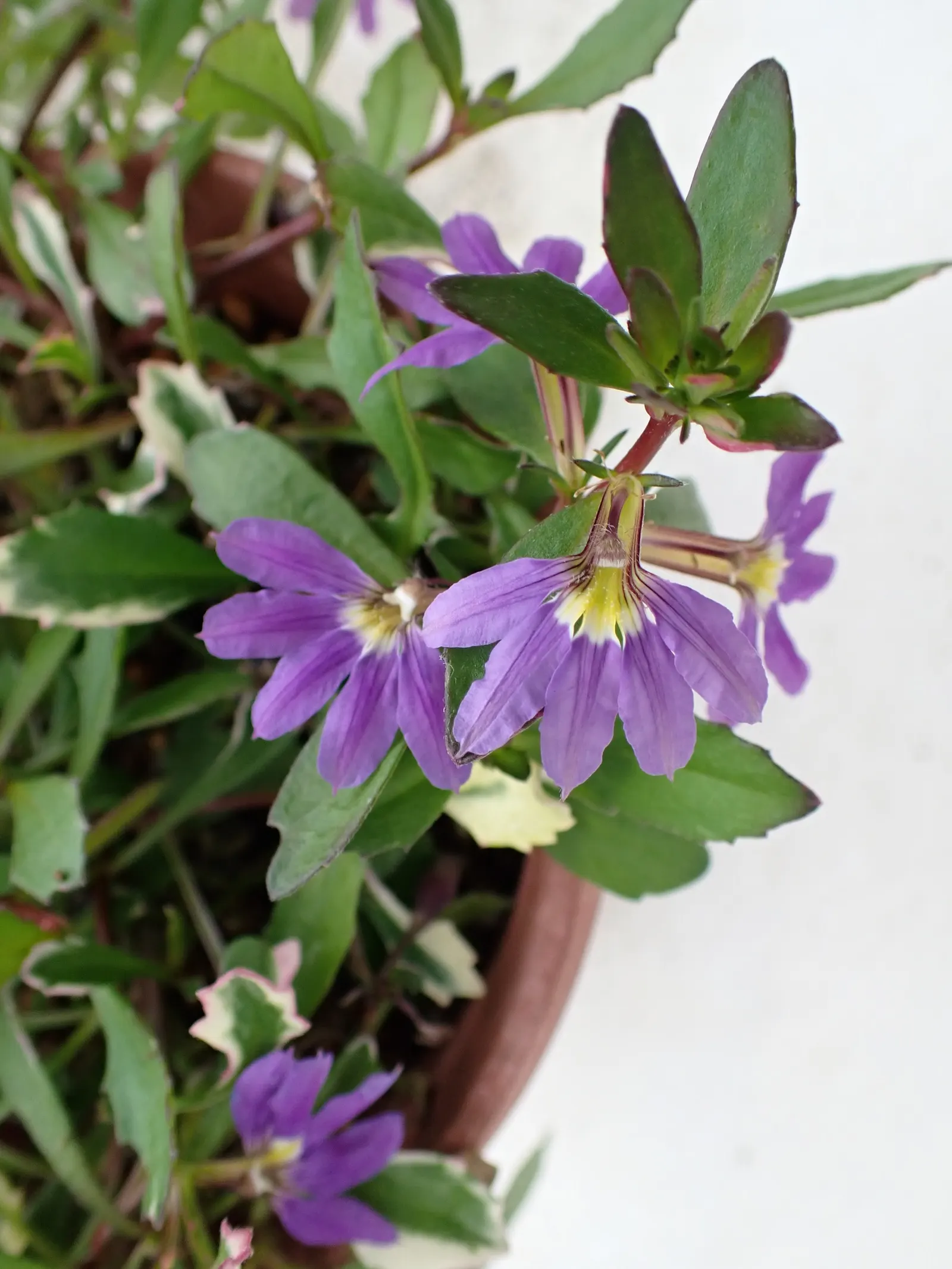 Fan Flower (Scaevola Aemula) — Requires minimal water once established; the semi-woody stems bear fleshy, image 71