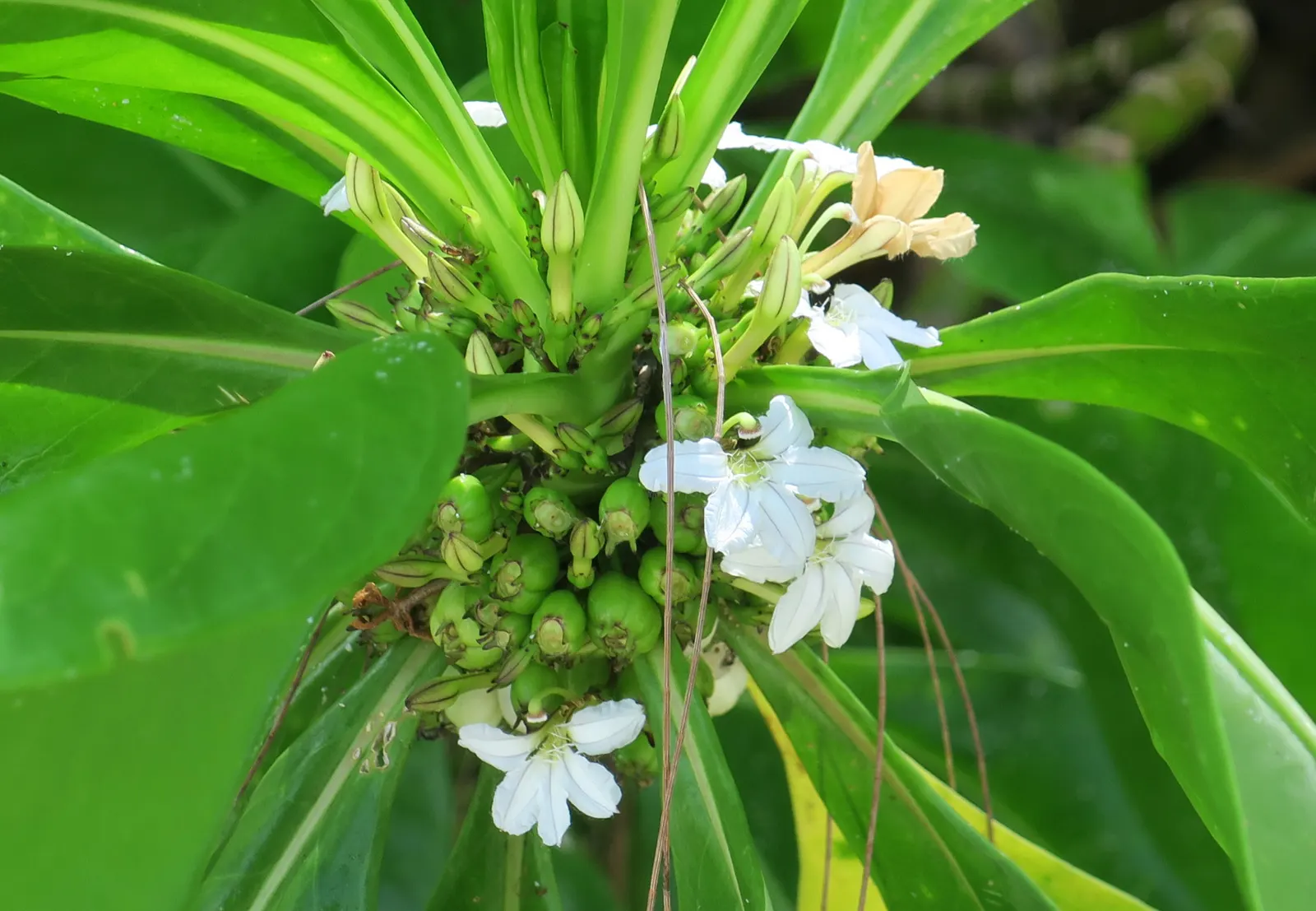 Fan Flower (Scaevola Aemula) — reducing the need for chemical interventions; it cuts down on maintenance needs, image 81