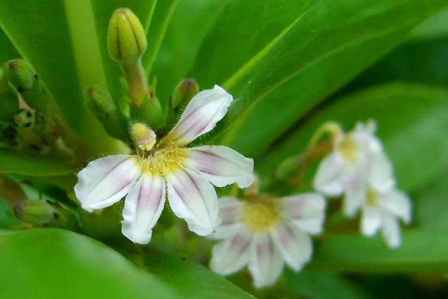 Fan Flower (Scaevola Aemula) — it cuts down on maintenance needs
