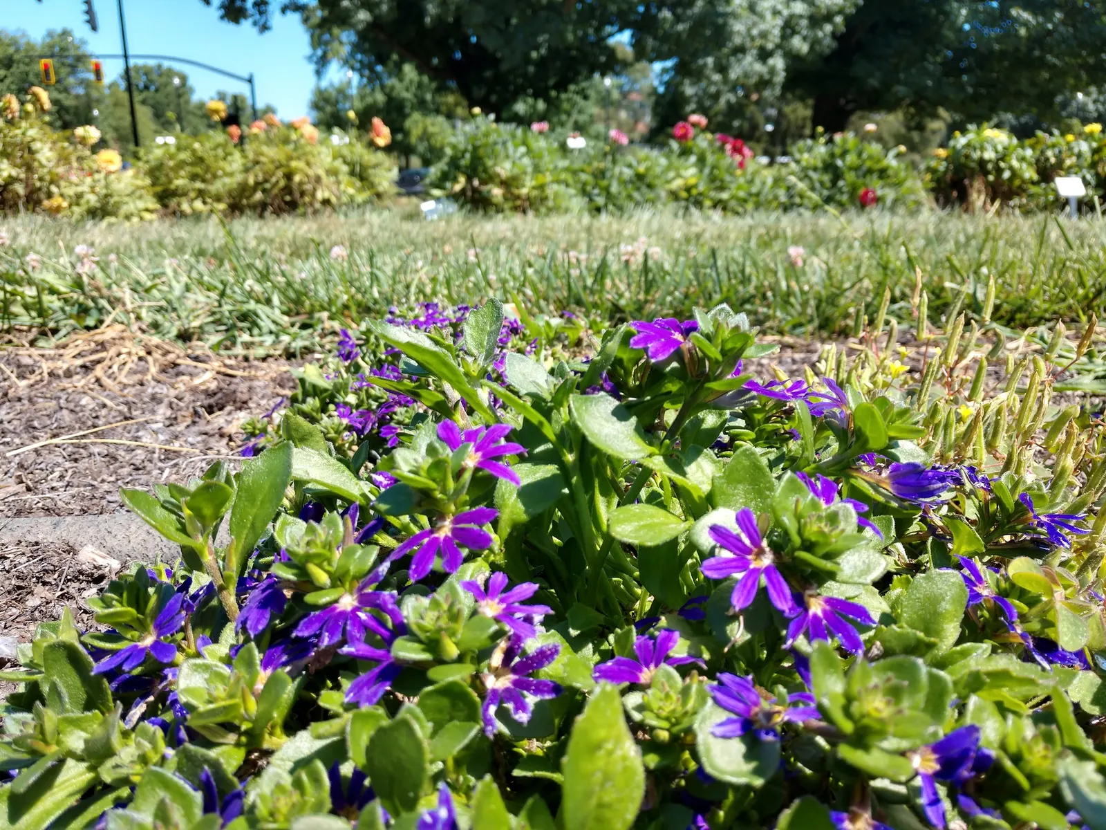 Fan Flower (Scaevola Aemula) — blue and multi-colored and purple flowers in the garden; requires minimal water once established
