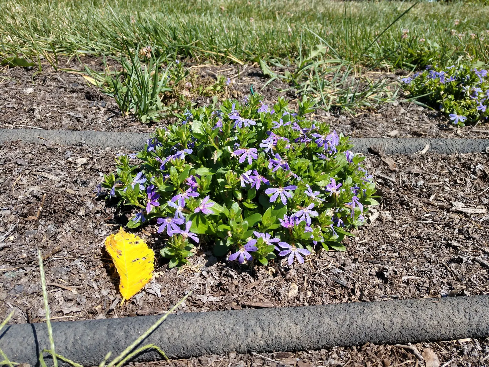 Fan Flower (Scaevola Aemula) — Fan Flower (Scaevola aemula) is a versatile ground cover with a trailing habit; plant in full sun to partial shade in, image 45
