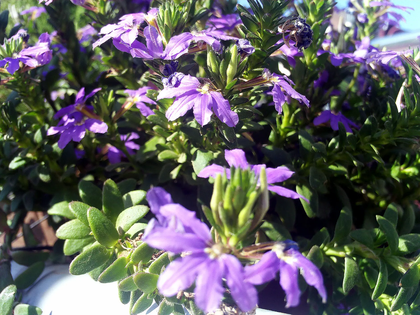 Fan Flower (Scaevola Aemula) — scientifically known as Scaevola aemula