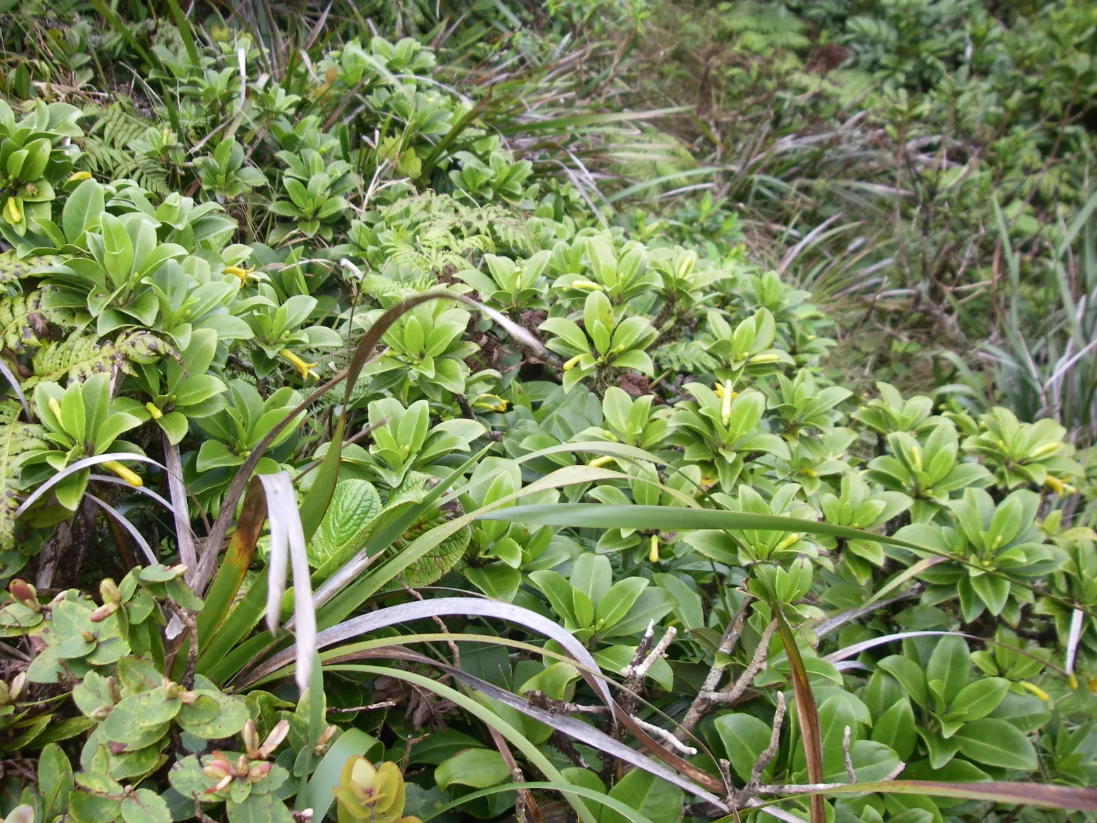 Fan Flower (Scaevola Aemula) — Plant in full sun to partial shade in well-draining soil; known for its unique fan-shaped blossoms in violet, blue, or white, it