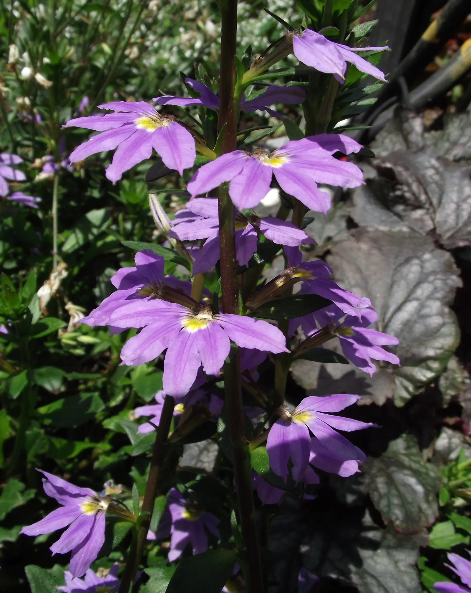 Fan Flower (Scaevola Aemula) — With a moderate growth rate and a tolerance for seaside conditions and drought once established