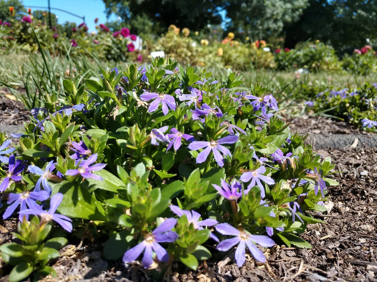 Fan Flower (Scaevola Aemula) — Ideal for hanging baskets, garden edges, or as a splash of color in rockeries; which can add life and movement to, image 50
