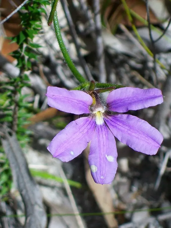 Fan Flower (Scaevola Aemula) — ground cover / perennial with blue and multi-colored and purple blooms; though it prefers well-drained conditions