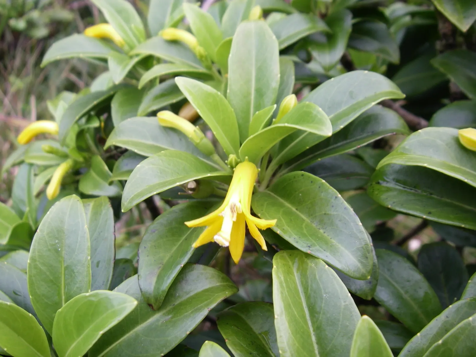 Fan Flower (Scaevola Aemula) — scientifically known as Scaevola aemula; reaching up to 24 inches in width, image 51