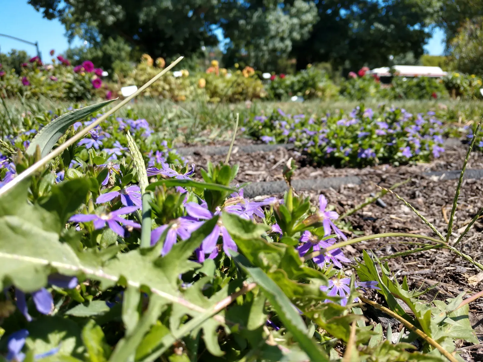 Fan Flower (Scaevola Aemula) — it cuts down on maintenance needs; scientifically known as Scaevola aemula