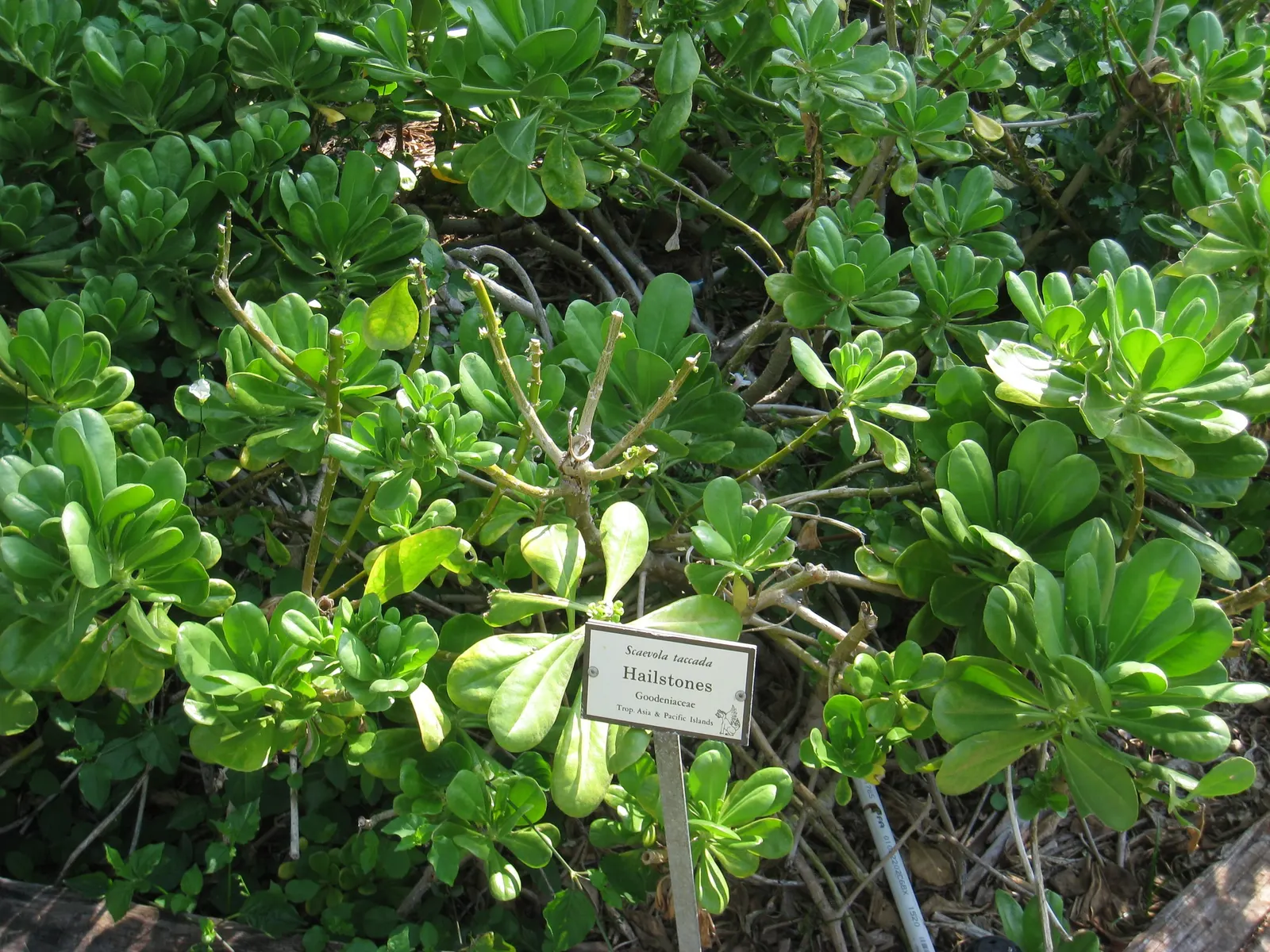 Fan Flower (Scaevola Aemula) — Requires minimal water once established; the semi-woody stems bear fleshy, image 49