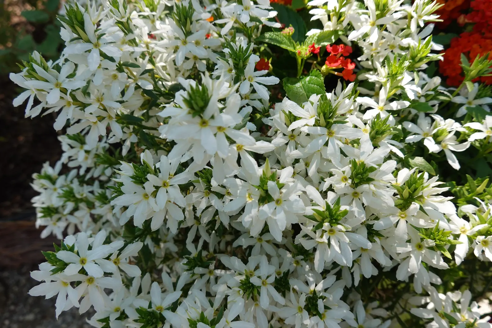 Fan Flower (Scaevola Aemula) — providing a dense ground cover or spilling over containers and hanging baskets