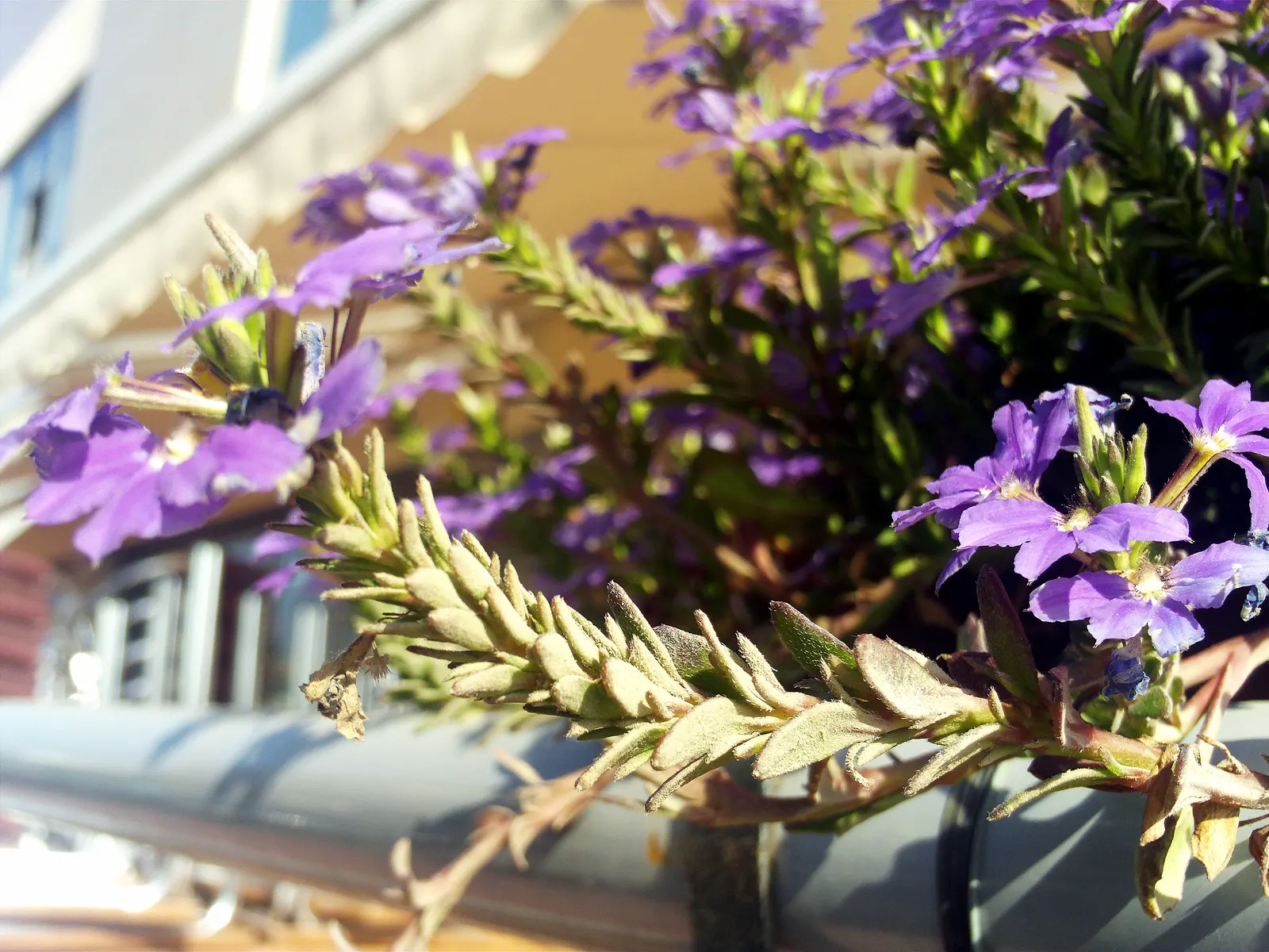 Fan Flower (Scaevola Aemula) — but it can also serve as an annual in cooler regions; blue and multi-colored and purple flowers in the garden