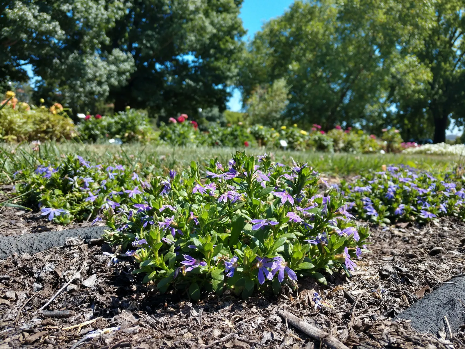 Fan Flower (Scaevola Aemula) — is a captivating addition to any landscape design due to its unique fan-shaped blooms and hearty resilience; providing a dense