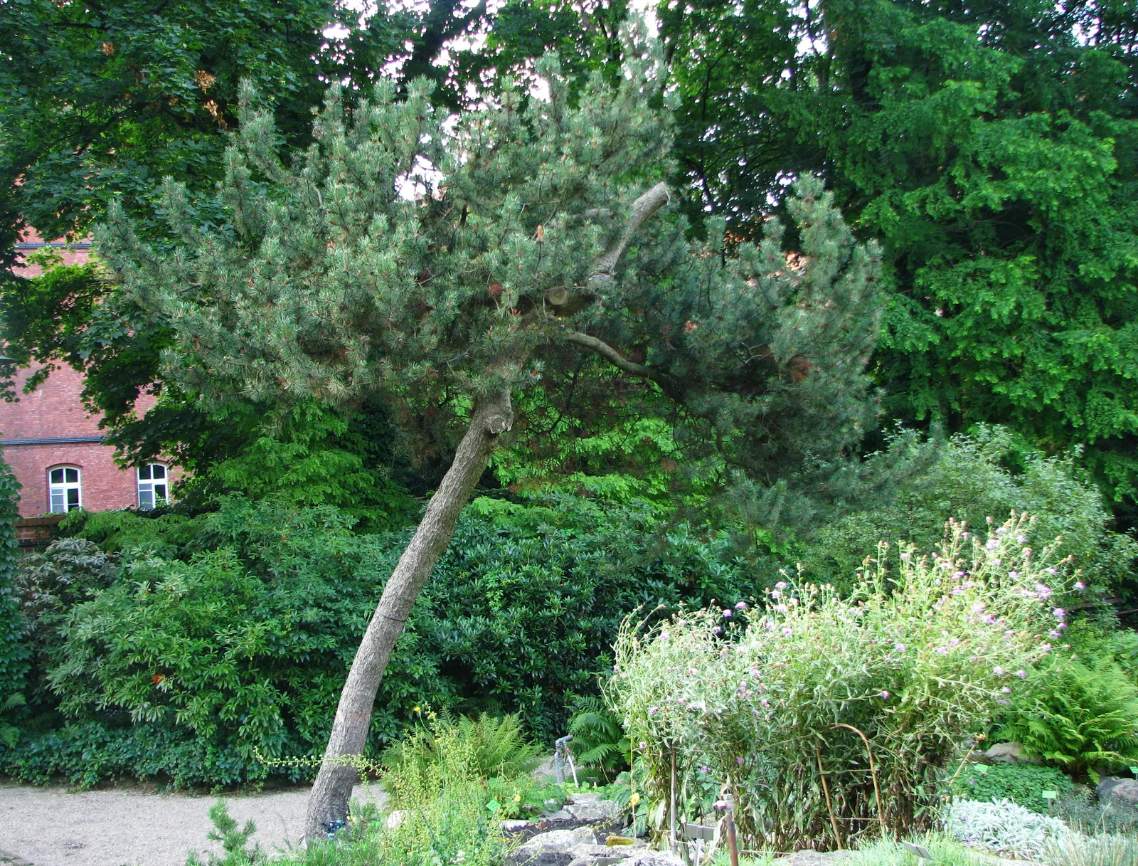 Swiss Mountain Mugho Pine (Pinus Mugo Uncinata) — dark green needles and matures to a height of 3-5 feet with a spread of 2-3 feet