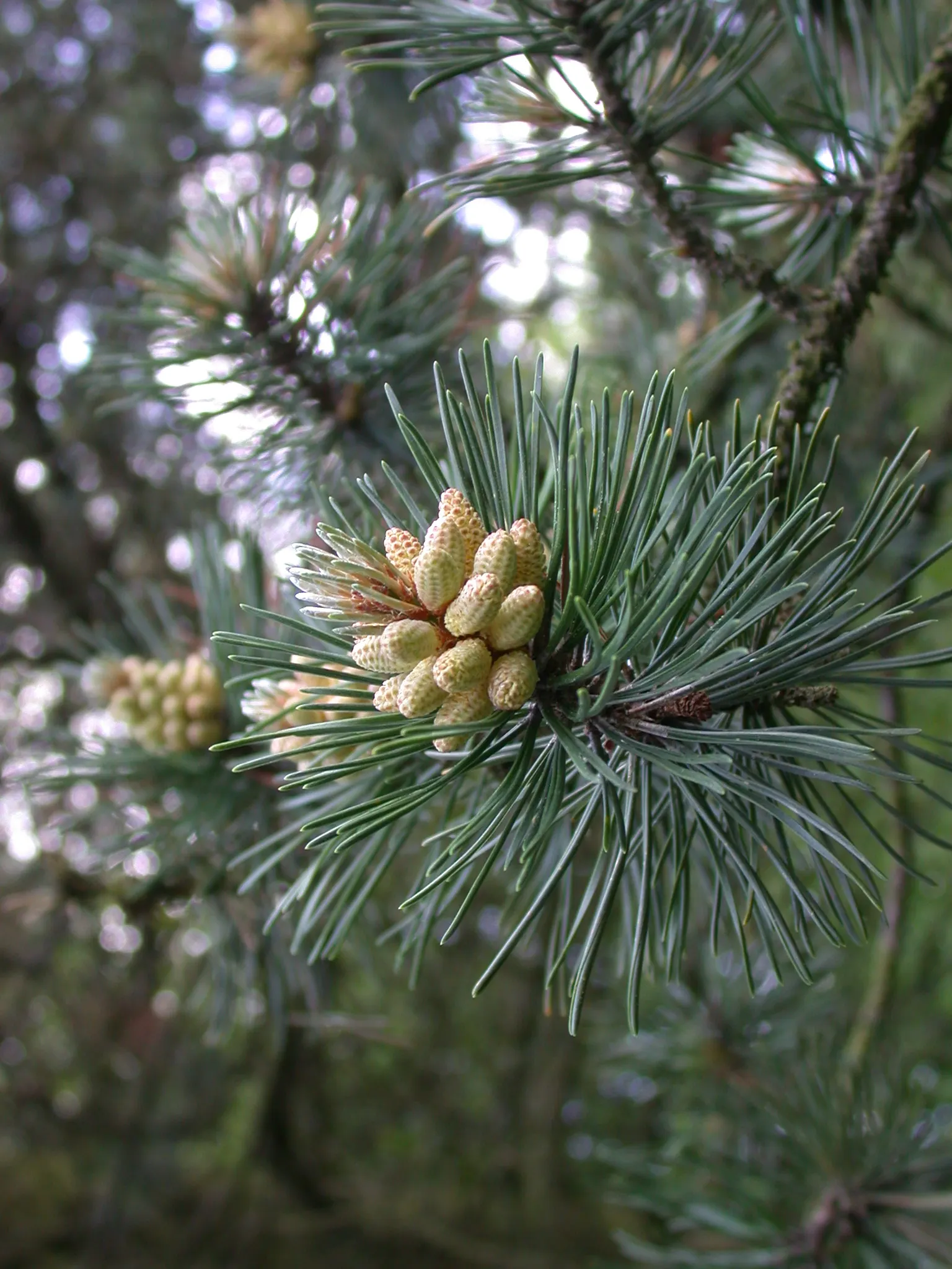 Swiss Mountain Mugho Pine (Pinus Mugo Uncinata) — scientifically dubbed Pinus mugo uncinata