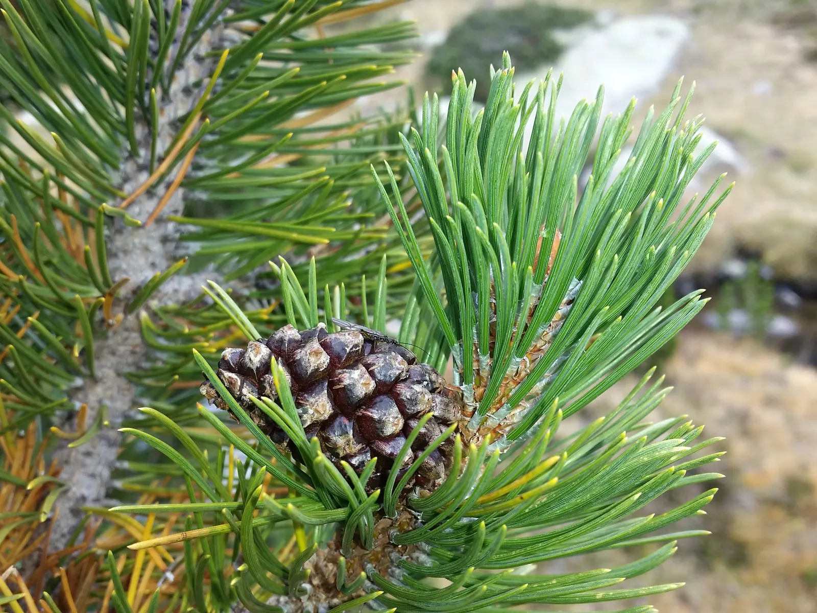 Swiss Mountain Mugho Pine (Pinus Mugo Uncinata) — providing a constant splash of color