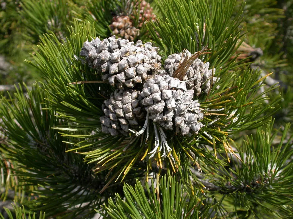 Swiss Mountain Mugho Pine (Pinus Mugo Uncinata) — slow-growing evergreen presents stout
