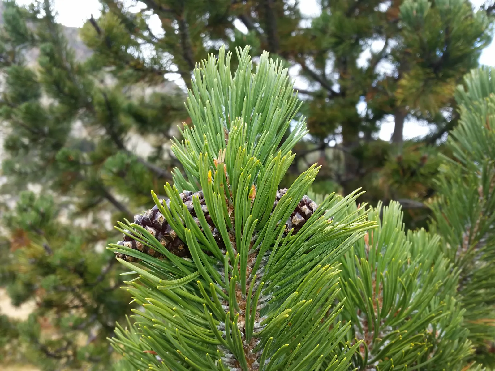 Swiss Mountain Mugho Pine (Pinus Mugo Uncinata) — While it is drought-resistant once established