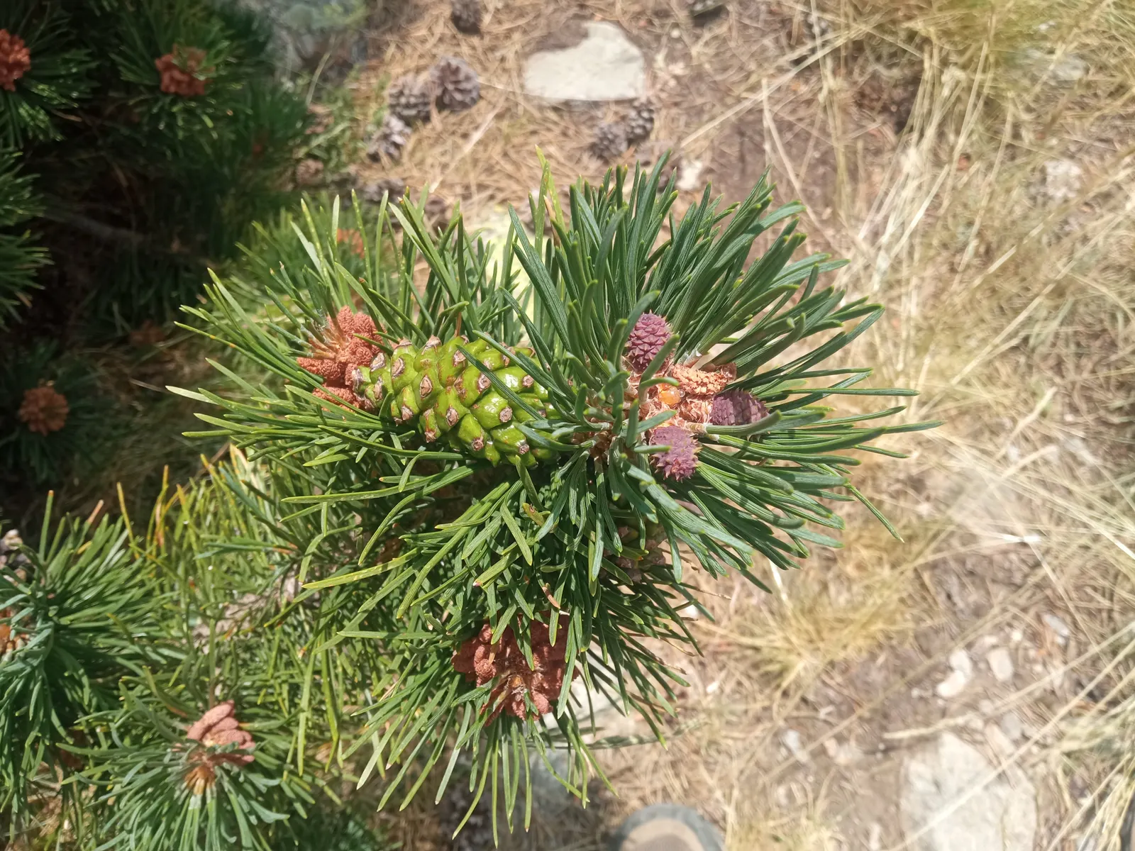 Swiss Mountain Mugho Pine (Pinus Mugo Uncinata) — It requires full sun and well-drained soil