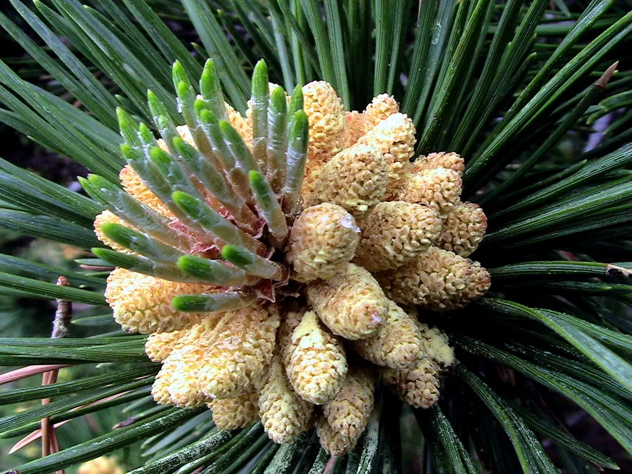 Swiss Mountain Mugho Pine (Pinus Mugo Uncinata) — The Swiss Mountain Mugho Pine (Pinus mugo uncinata) is a resilient conifer