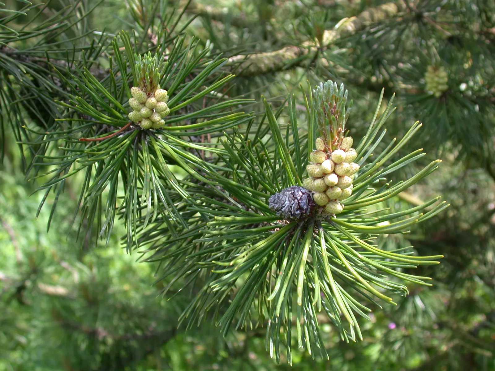 Swiss Mountain Mugho Pine (Pinus Mugo Uncinata) — Preferring USDA hardiness zones 2 through 8