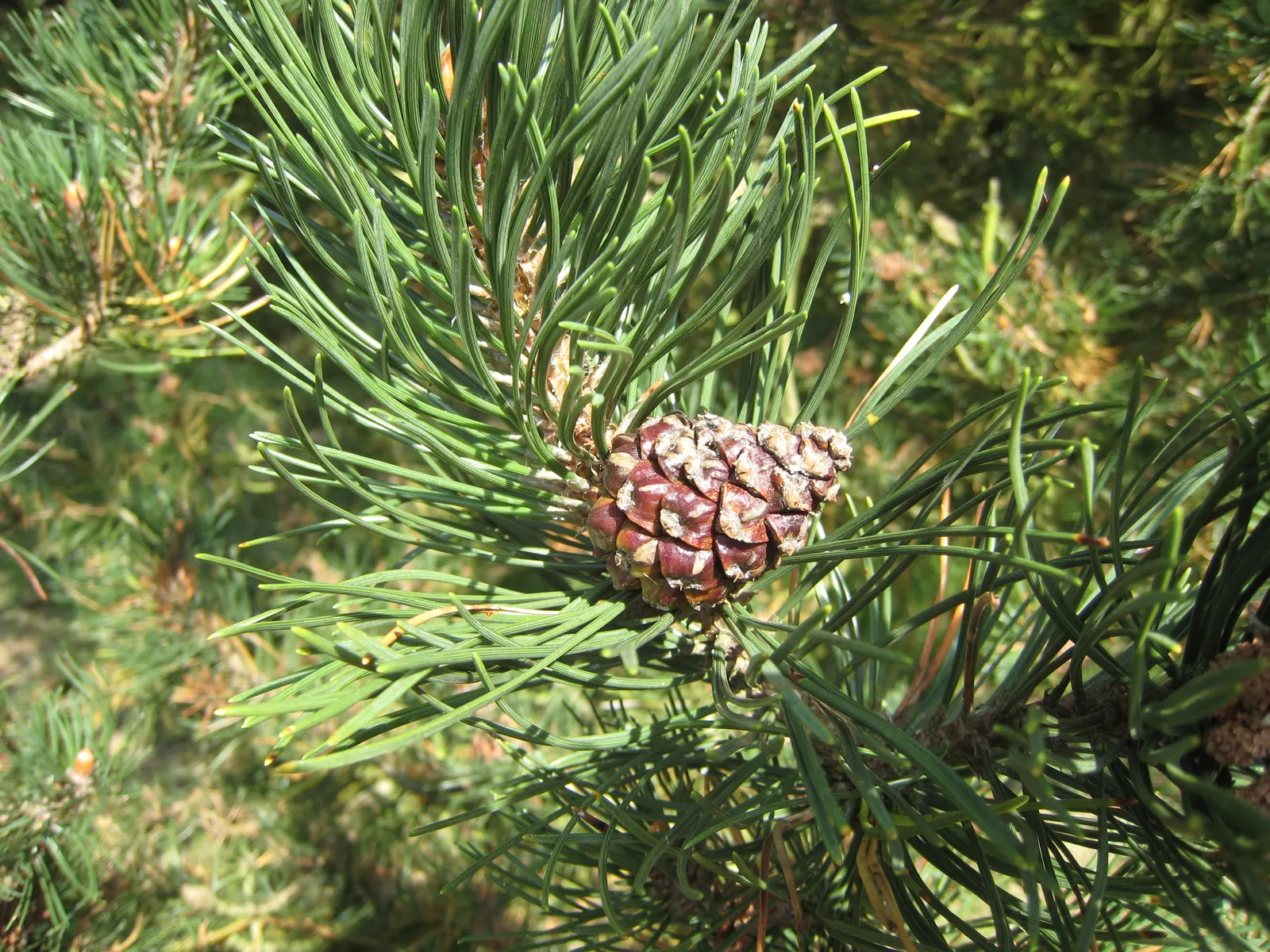 Swiss Mountain Mugho Pine (Pinus Mugo Uncinata) — originates from the high elevation terrains of the Alps and the Carpathians