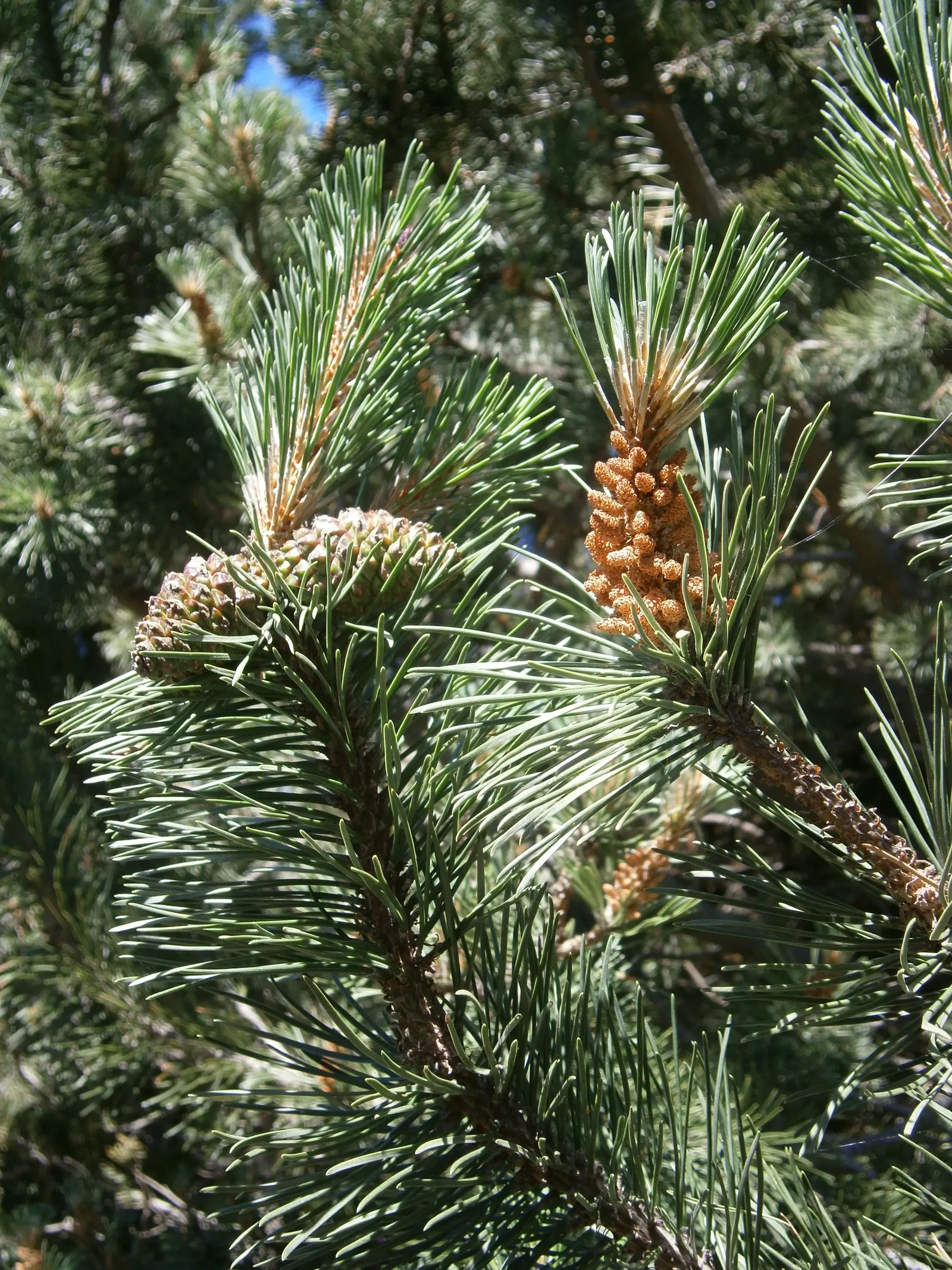 Swiss Mountain Mugho Pine (Pinus Mugo Uncinata) — it benefits from occasional watering during prolonged dry spells