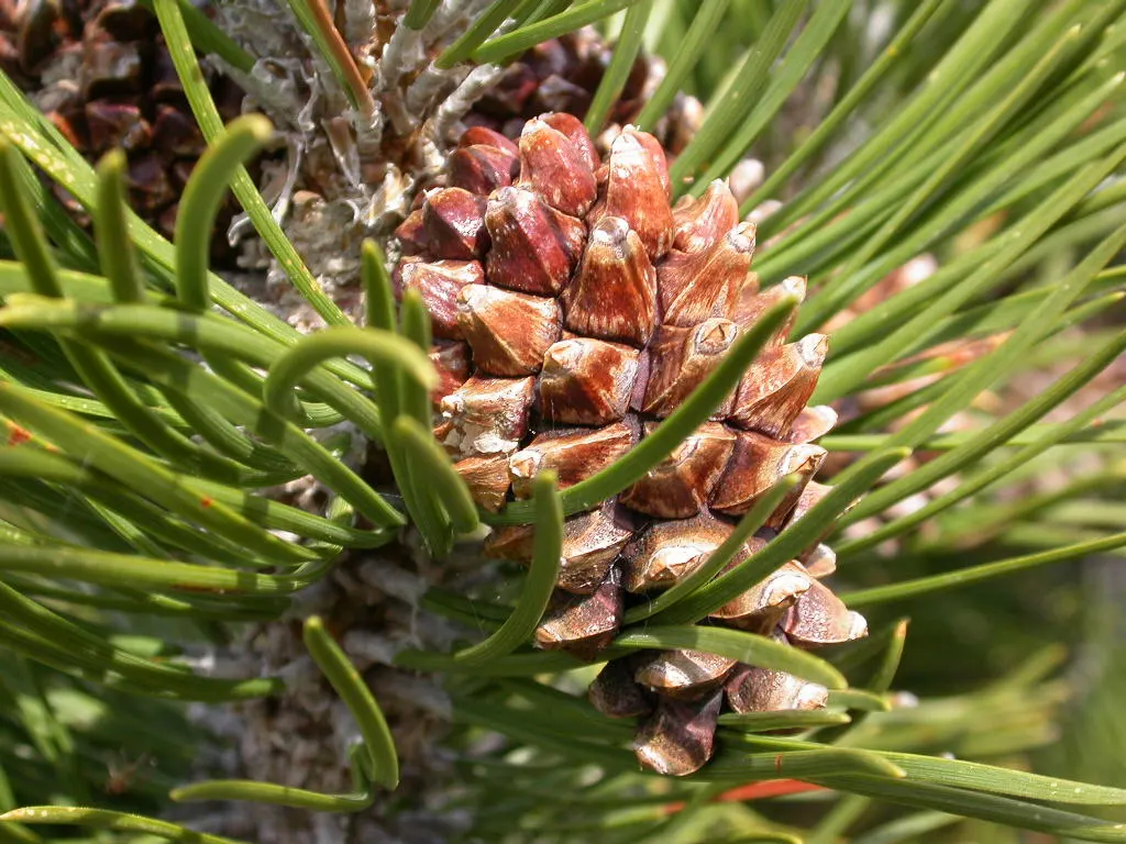 Swiss Mountain Mugho Pine (Pinus Mugo Uncinata) — displaying a preference for cooler climates.<br><br>The Swiss Mountain Mugo Pine is relatively low-maintenance