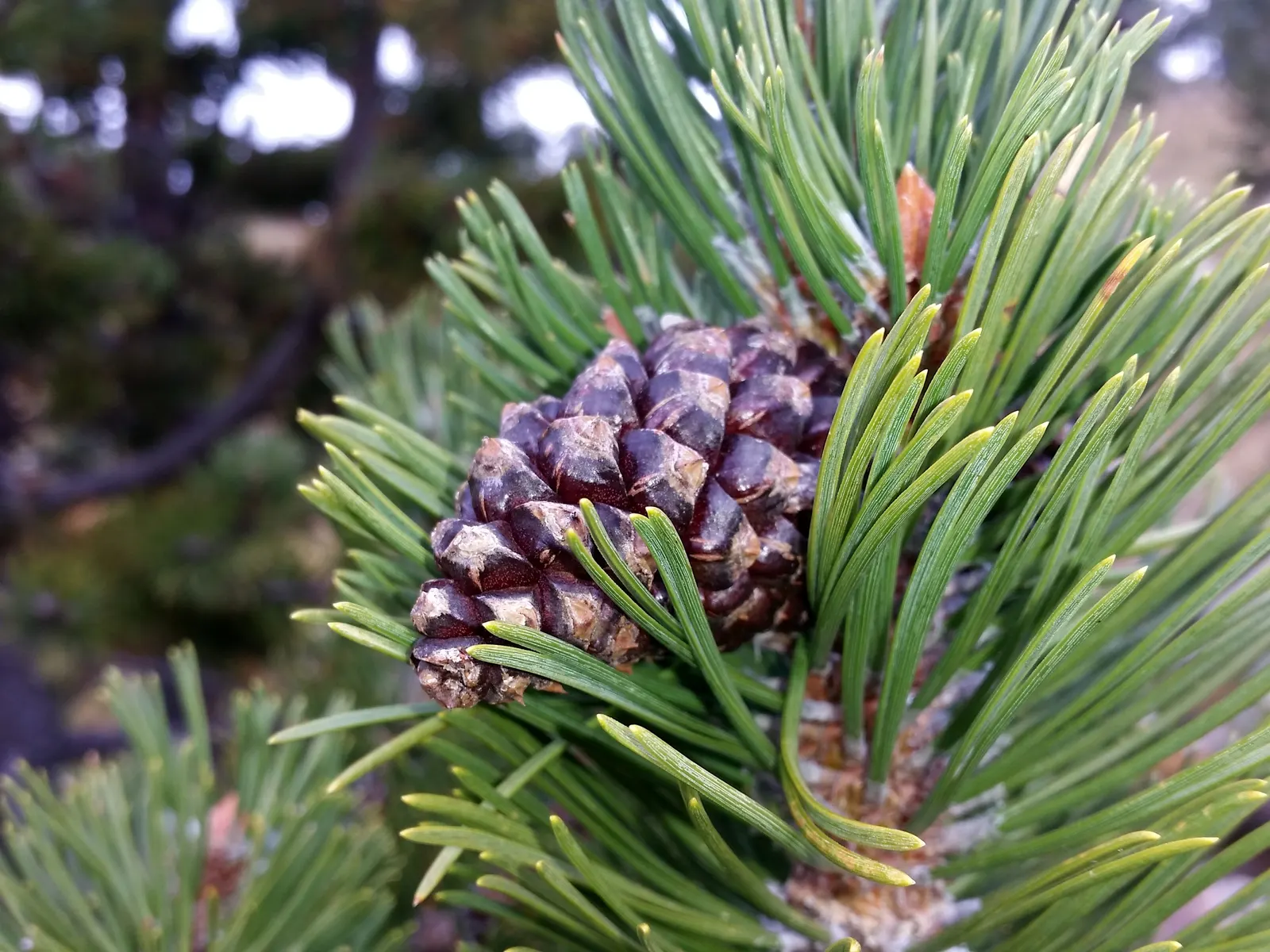 Swiss Mountain Mugho Pine (Pinus Mugo Uncinata) — The Swiss Mountain Mugho Pine (Pinus mugo uncinata) is a resilient conifer; dark green needles and matures to