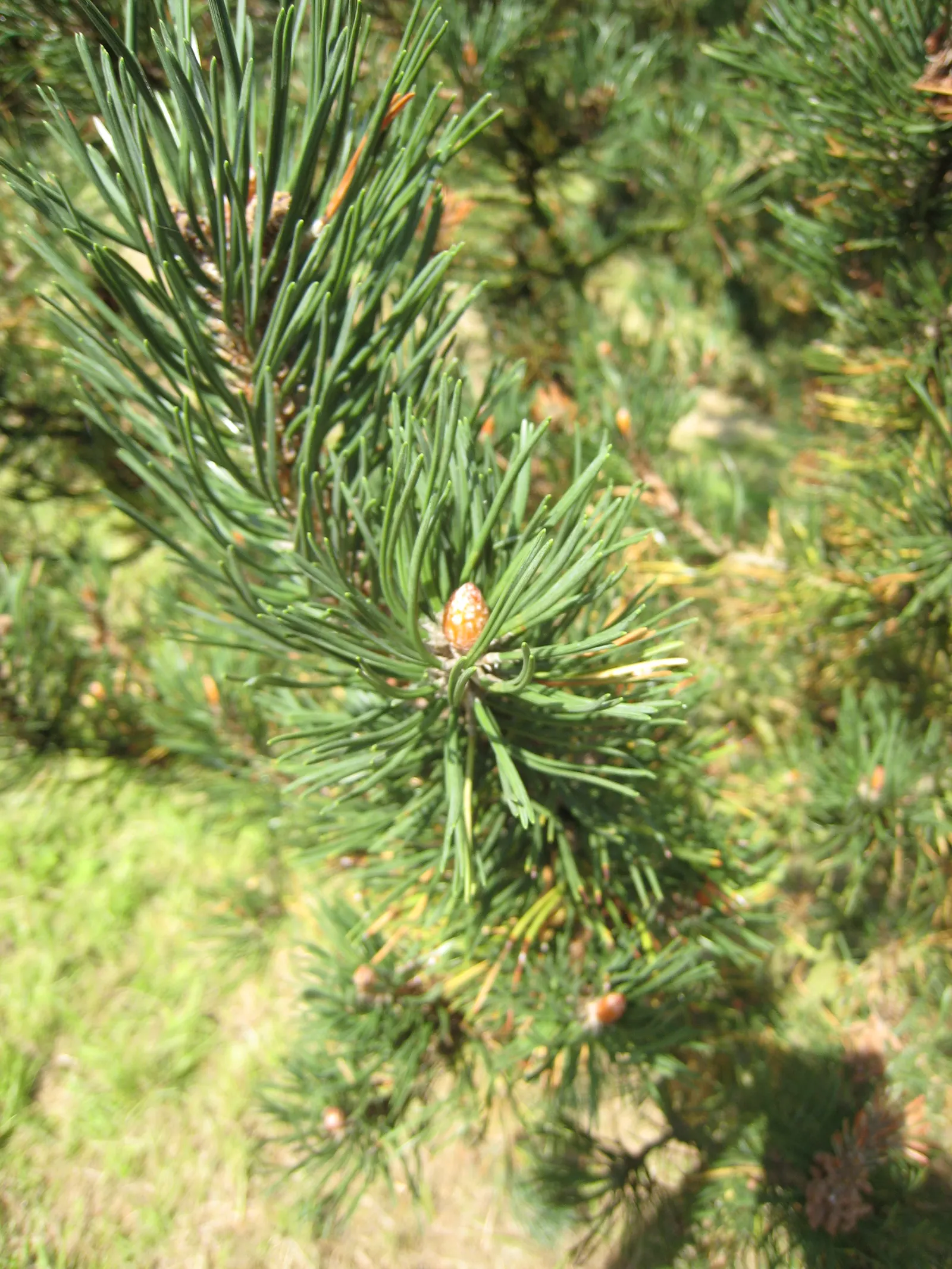Swiss Mountain Mugho Pine (Pinus Mugo Uncinata) — ideal for accentuating rocky or alpine garden designs