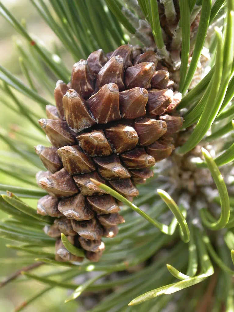 Swiss Mountain Mugho Pine (Pinus Mugo Uncinata) — It requires full sun and well-drained soil; making it a commanding focal point in garden spaces.<br><br>This