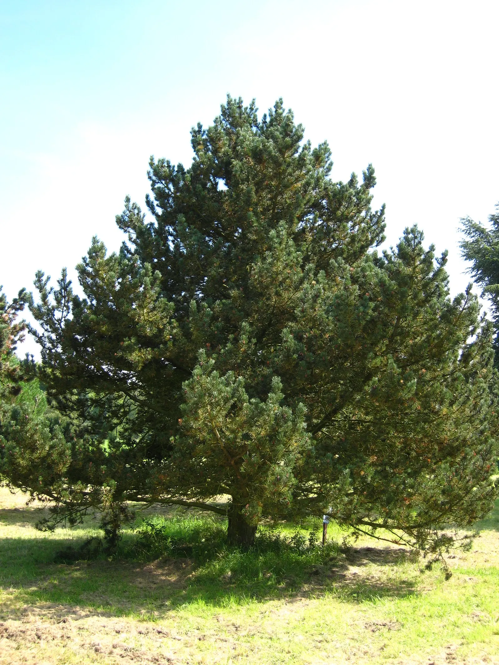 Swiss Mountain Mugho Pine (Pinus Mugo Uncinata) — measure approximately 1.5 to 2.5 inches in length and persist year-round