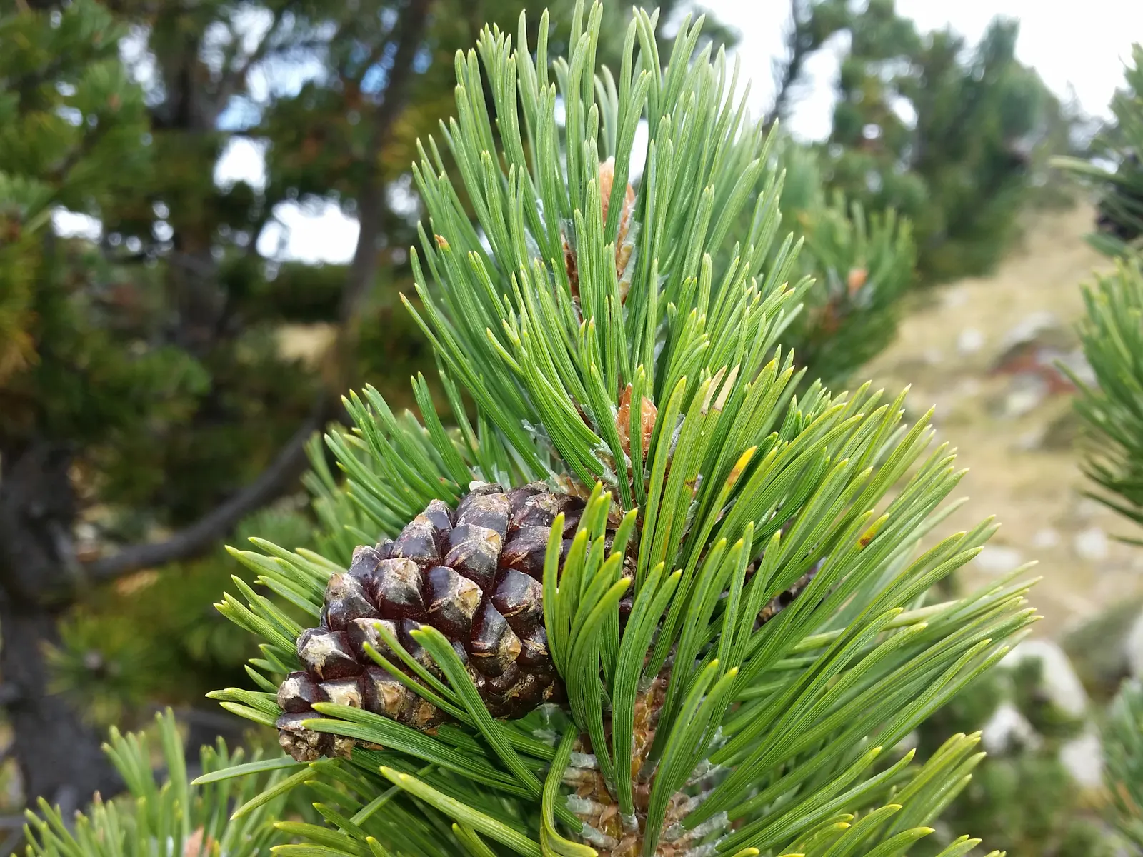 Swiss Mountain Mugho Pine (Pinus Mugo Uncinata) — this pine is an excellent choice for elevating the aesthetic of a thoughtful landscape design