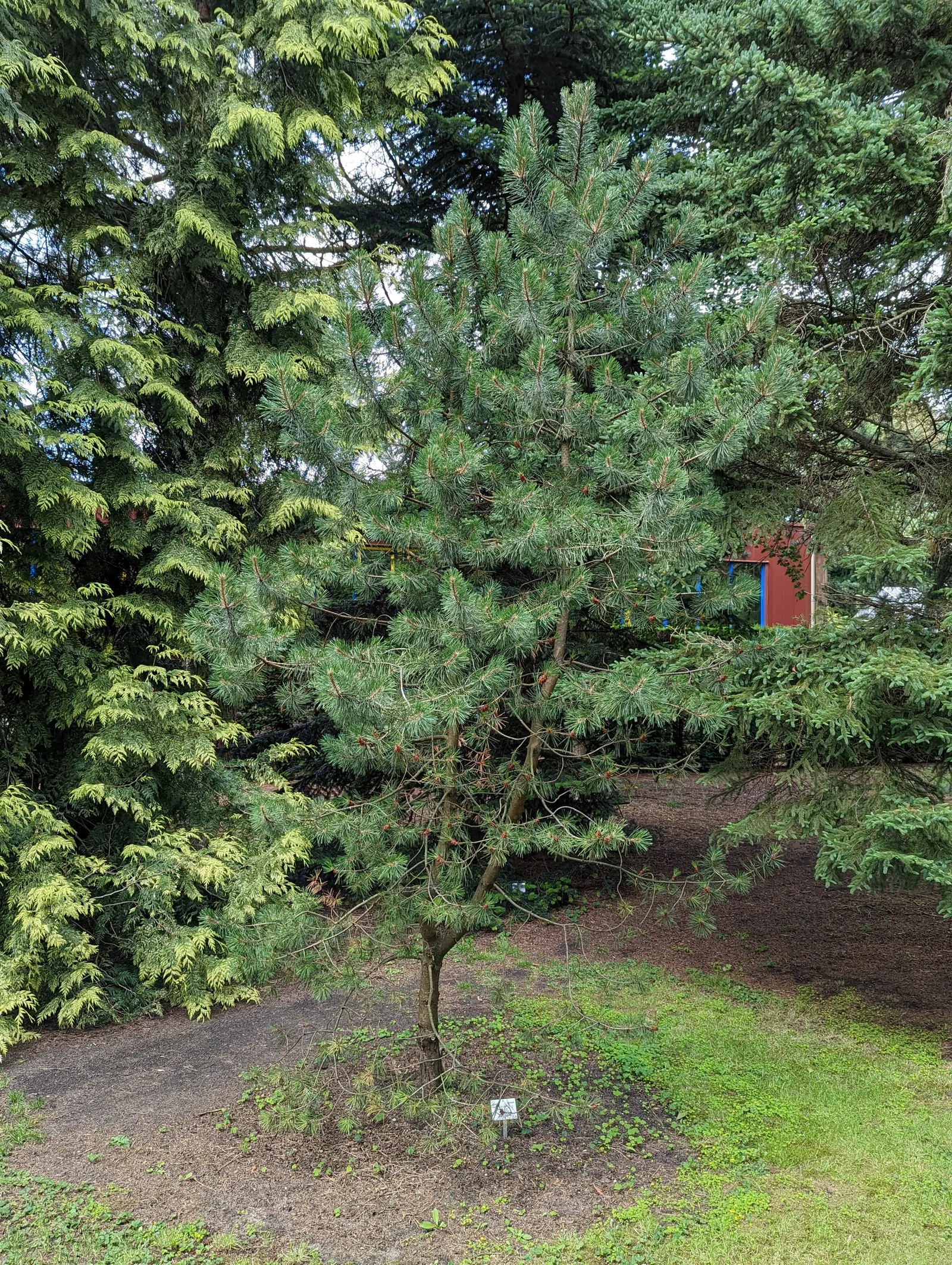 Swiss Mountain Mugho Pine (Pinus Mugo Uncinata) — ideal for accentuating rocky or alpine garden designs; originates from the high elevation terrains of the