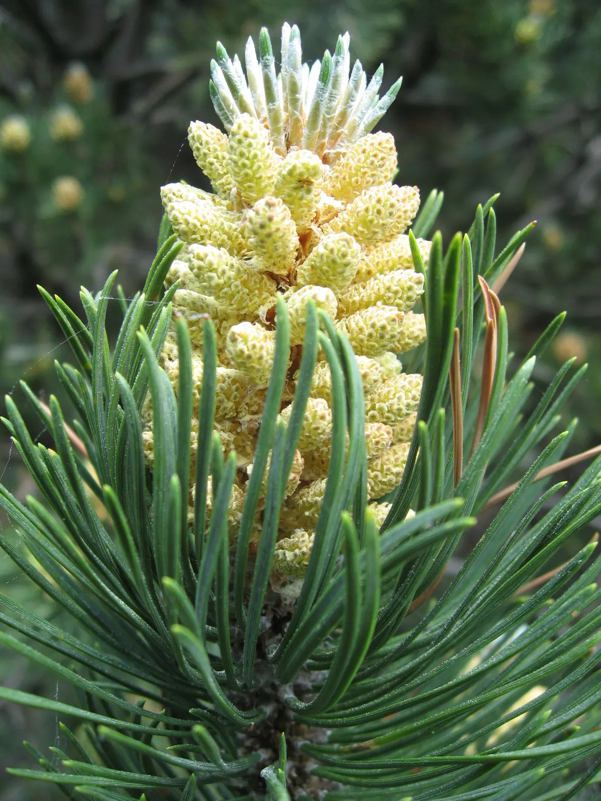 Swiss Mountain Mugho Pine (Pinus Mugo Uncinata) — Hardy to Zone 3, it‚Äôs a low-maintenance choice, offering year-round texture and a robust, picturesque form