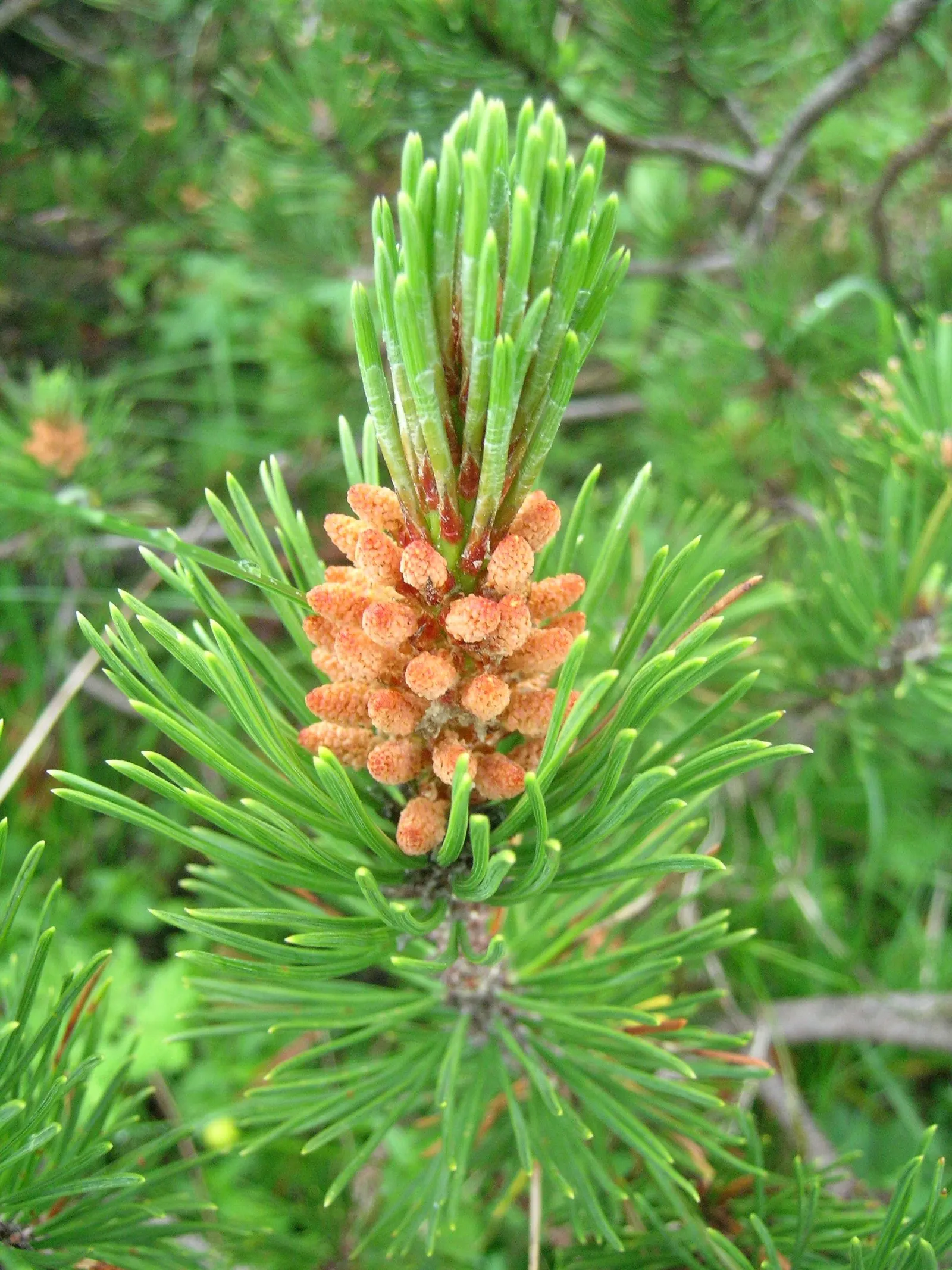 Swiss Mountain Mugho Pine (Pinus Mugo Uncinata) — making it a commanding focal point in garden spaces.<br><br>This particular variant