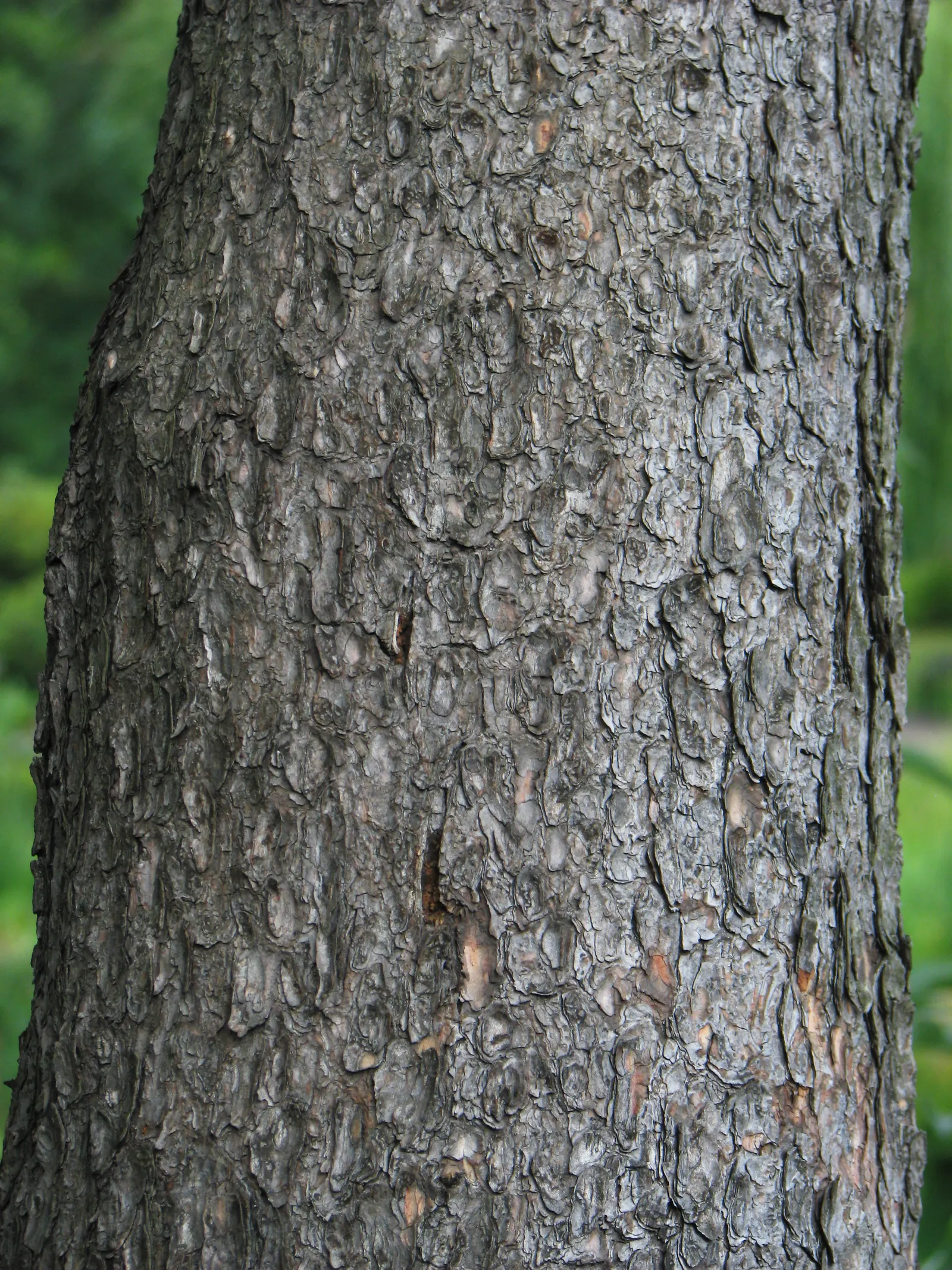 Swiss Mountain Mugho Pine (Pinus Mugo Uncinata) — dark green needles and matures to a height of 3-5 feet with a spread of 2-3 feet; ideal for accentuating